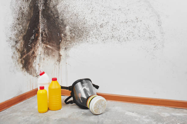 Best Toxic Mold Removal  in Atco, NJ