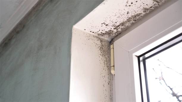 Best Black Mold Removal  in Atco, NJ