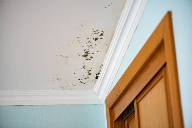 Best Commercial Mold Removal  in Atco, NJ