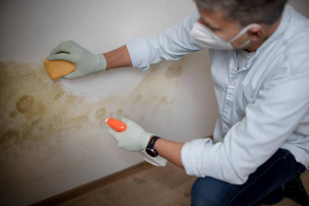 Best Attic Mold Removal  in Atco, NJ