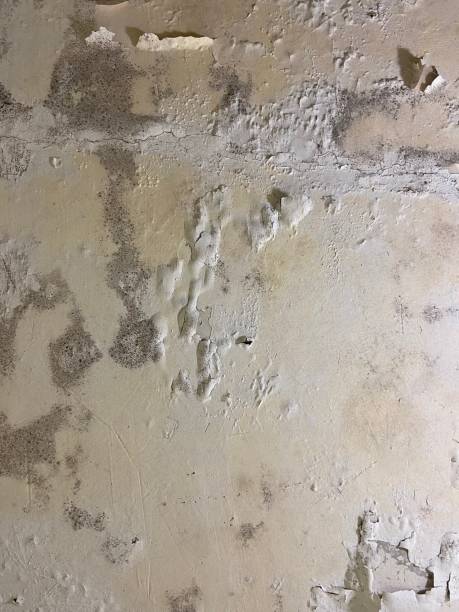 Best Crawl Space Mold Removal  in Atco, NJ