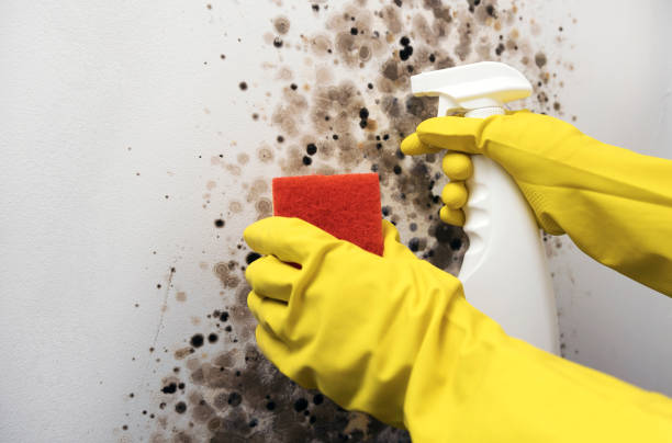 Best Certified Mold Removal  in Atco, NJ